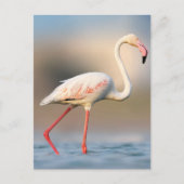 Carte Postale Un Flamant rose un peu plus grand (Devant)