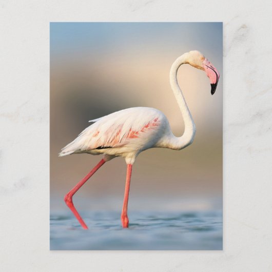 Carte Postale Un Flamant rose un peu plus grand (Devant)