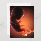 Carte Postale Un foetus âgé de deux mois (Devant / Derrière)