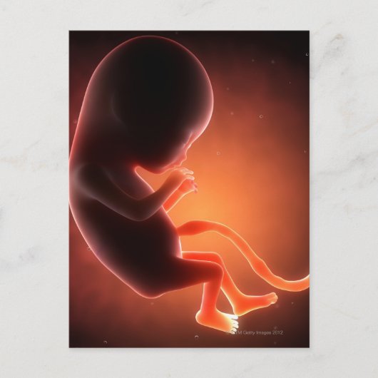 Carte Postale Un foetus âgé de deux mois (Devant)