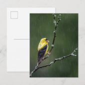 Carte Postale Un Goldfinch malheureux (Devant / Derrière)