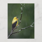 Carte Postale Un Goldfinch malheureux (Devant)