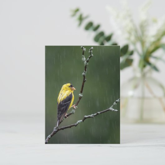 Carte Postale Un Goldfinch malheureux (Debout devant)