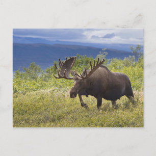 Carte Postale Un grand orignal mâle se tient parmi les saules