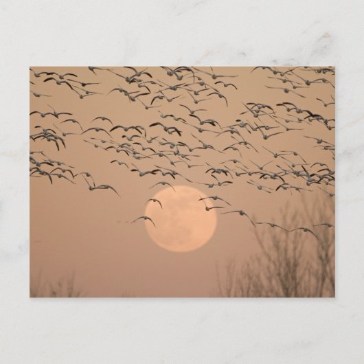 Carte Postale Un groupe de bernaches du Canada, Grus (Devant)