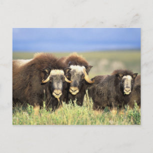 Carte Postale Un groupe de boeufs musqués broute des buissons de