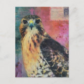 Carte Postale Un Hawk (Devant)