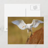 Carte Postale Un héron de bétail (Bubulcus IBIS) descend (Devant / Derrière)