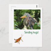 Carte Postale Un héron vert (Devant / Derrière)