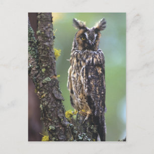 Carte Postale Un hibou à longues oreilles perché sur une branche