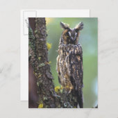 Carte Postale Un hibou à longues oreilles perché sur une branche (Devant / Derrière)