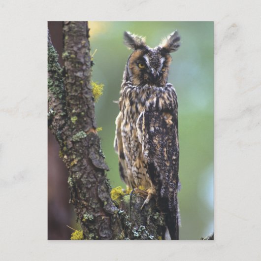 Carte Postale Un hibou à longues oreilles perché sur une branche (Devant)