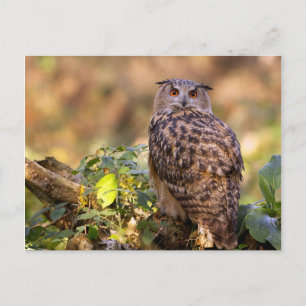 Carte Postale Un hibou de l'aigle
