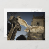 Carte Postale Un hibou-grange (Tyto alba) dans un cimetière au n (Devant / Derrière)