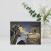 Carte Postale Un hibou-grange (Tyto alba) dans un cimetière au n (Debout devant)