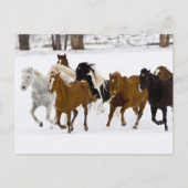 Carte Postale Un hiver pittoresque de chevaux en course (Devant)