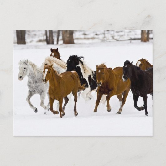 Carte Postale Un hiver pittoresque de chevaux en course (Devant)