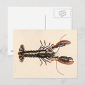 Carte Postale Un homard de Solva (Devant / Derrière)