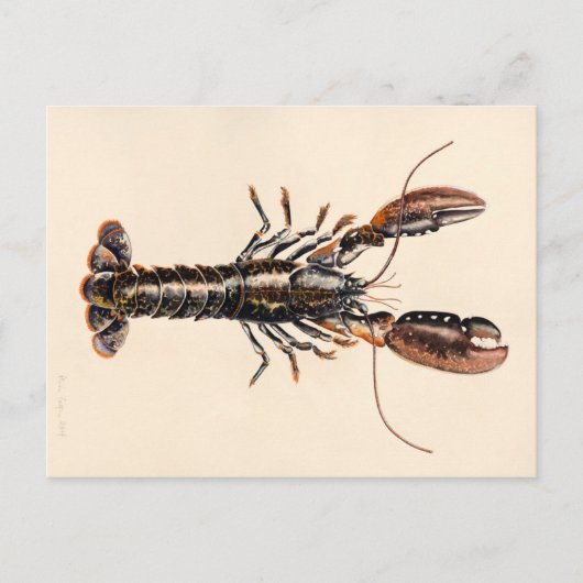 Carte Postale Un homard de Solva (Devant)