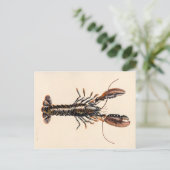 Carte Postale Un homard de Solva (Debout devant)