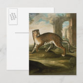 Carte Postale Un Jaguar (Devant / Derrière)