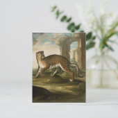 Carte Postale Un Jaguar (Debout devant)