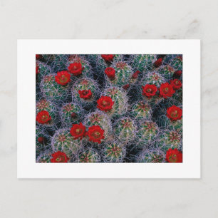 Carte Postale "Un jardin Rose du désert"