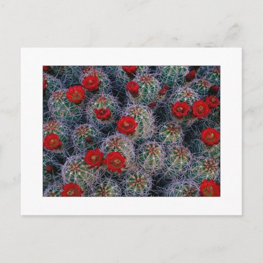 Carte Postale "Un jardin Rose du désert" (Devant)