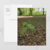 Carte Postale Un jeune arbre Rowan rampant commence la vie dans  (Devant / Derrière)