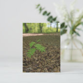 Carte Postale Un jeune arbre Rowan rampant commence la vie dans  (Debout devant)