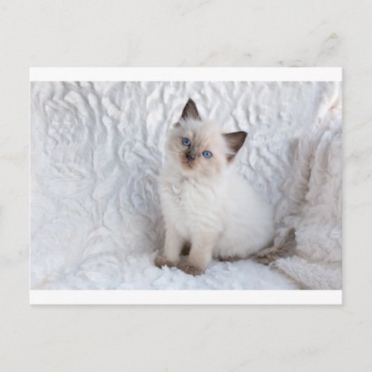 Carte Postale Un jeune chat de poupée assis à la fourrure sur sa (Devant)