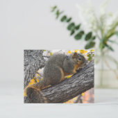 Carte Postale Un jeune écureuil dans l'arbre (Debout devant)