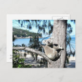 Carte Postale Un jeune koala est assis dans un arbre au bord de  (Devant / Derrière)
