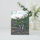 Carte Postale Un jeune koala marche sur la plage (Debout devant)