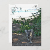 Carte Postale Un jeune koala marche sur la plage (Devant / Derrière)