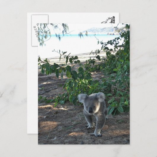 Carte Postale Un jeune koala marche sur la plage (Devant / Derrière)