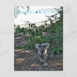 Carte Postale Un jeune koala marche sur la plage