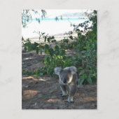 Carte Postale Un jeune koala marche sur la plage (Devant)