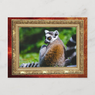 Carte Postale Un jeune lémur, la photographie animale