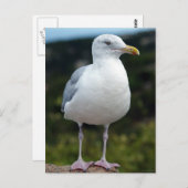 Carte Postale Un jeune mouette (Devant / Derrière)