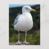 Carte Postale Un jeune mouette (Devant)