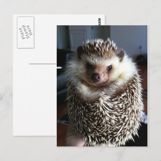Carte Postale Un joli hérisson (Devant / Derrière)