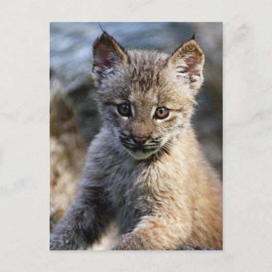 Carte Postale Un Joli Petit Lynx Kitten Canadien (Devant)