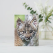 Carte Postale Un Joli Petit Lynx Kitten Canadien (Debout devant)