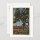 Carte Postale Un joshua palmier en fleurs dans le désert califor (Devant / Derrière)