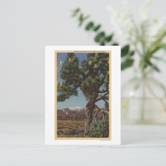 Carte Postale Un joshua palmier en fleurs dans le désert califor (Debout devant)