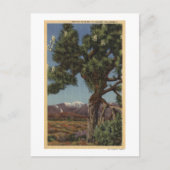 Carte Postale Un joshua palmier en fleurs dans le désert califor (Devant)