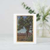 Carte Postale Un joshua palmier en fleurs dans le désert califor (Debout devant)