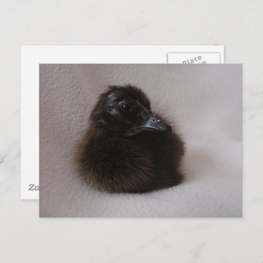 Carte Postale Un Jour Vieux Canard (Devant / Derrière)