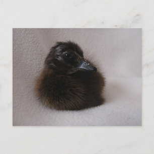 Carte Postale Un Jour Vieux Canard